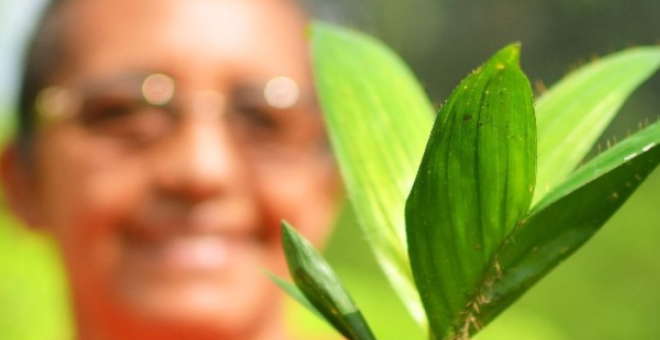 muda de planta e mulher ao fundo